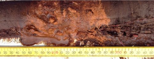 Peat core showing lighter coloured degraded wood, 